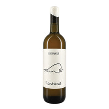 Fontana Falanghina 2024 Antonio Gismondi