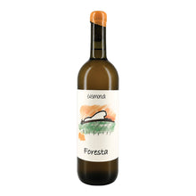 Foresta 2024 Antonio Gismondi